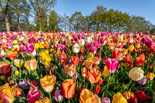 Blooming colorful tulips flowerbed in Keukenhof public flower garden. Lisse, Holland, Netherlands.