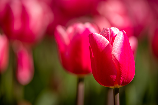 red tulip close-up with defocused blackground