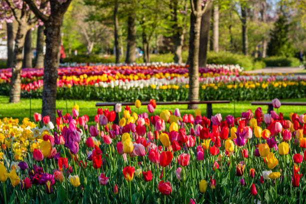 istock tulips spring garden in Holland 1481149776