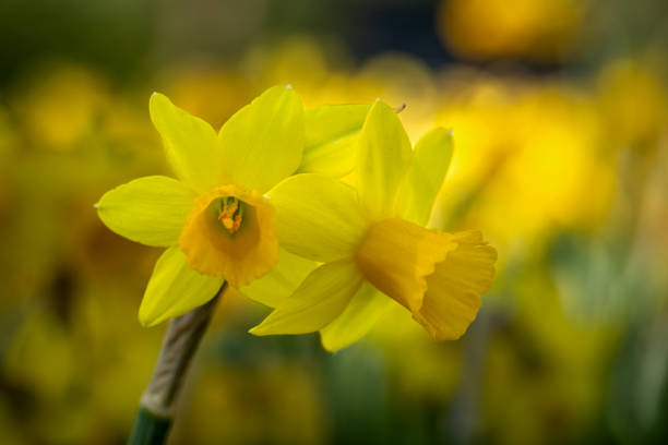 Narcissus pseudonarcissus (commonly known as wild daffodil or Lent lily) is a perennial flowering plant Narcissus pseudonarcissus (commonly known as wild daffodil or Lent lily) is a perennial flowering plant in Netherland spider lily stock pictures, royalty-free photos & images