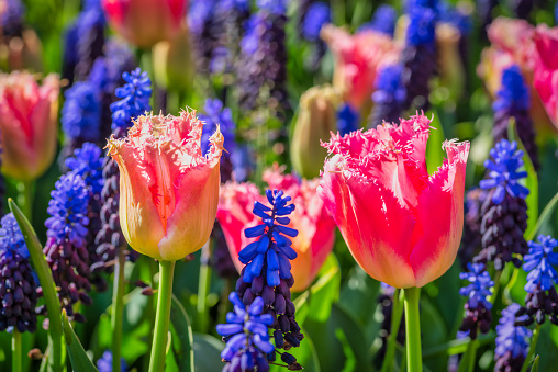 Muscari botryoides and pink fringed tulip in Netherlands