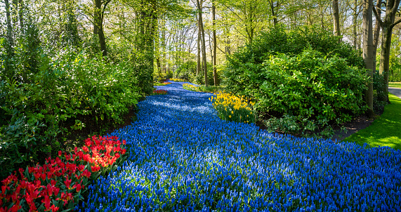 A beautiful flower bed of tulips and hyacinths in Keukenhof garden between the trees. Lisse, Netherlands