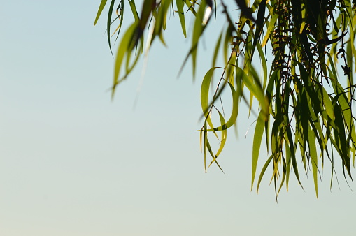 Gumtree with clear sky’s