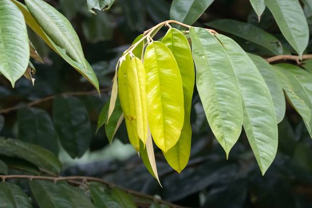 istock Leaves of Malay camphor, Dryobalanops aromatica 1481150776