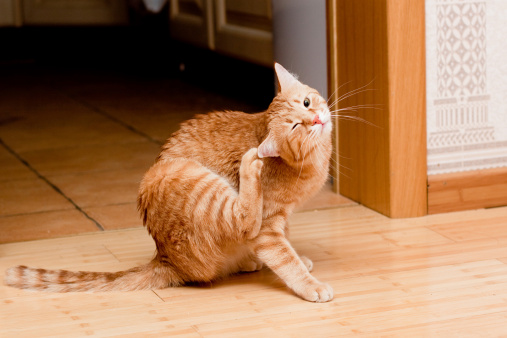 Ginger gato atigrado photo