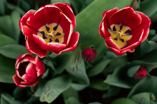 blooming red tulip on a blurry green background in the garden. Summer season. Web banner.
