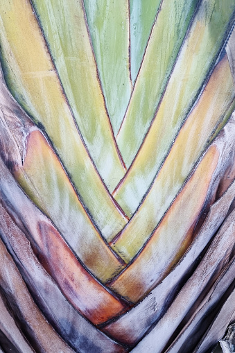 Close up of the leaves of the ravenala madagascariensis, commonly known as the Traveller's Palm