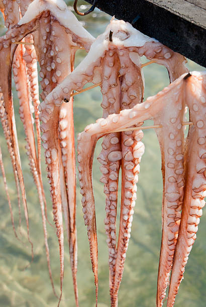 istock Freshly Caught Octopuss Hanging To Dry 148115520