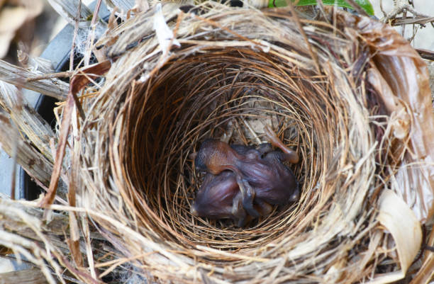 istock two baby birds in a nest . 1481158479
