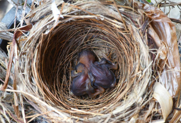 istock two baby birds in a nest . 1481158484