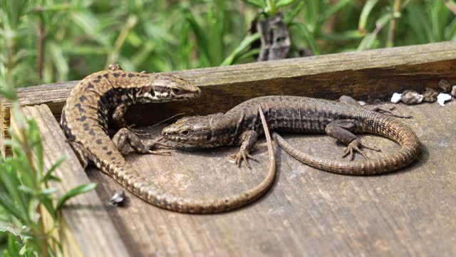 Two cute lizards basking in the sun.