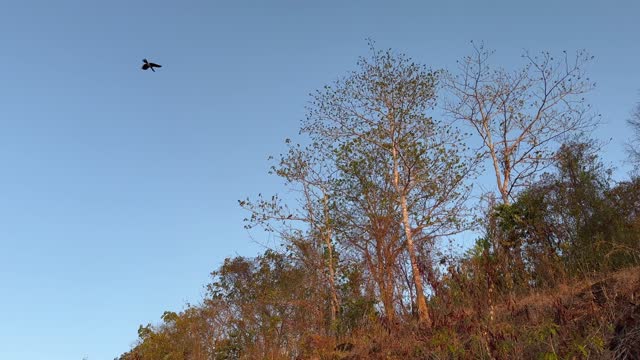 Bird flying on tree