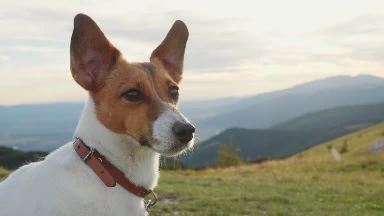 Dog Jack Russell Terrier walking on top of mountain looks into distance against background of mountain range in summer sunset against blue sky. Family taking care of pets. Travel. Hiking. Tourism