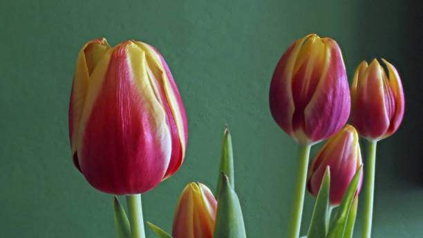 istock unbloomed tulip flowers on a green background 1481160439