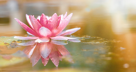 pink water lily in pond under sunlight. Blossom time of lotus flower