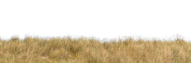 istock photo of grass in the wind 1481160790