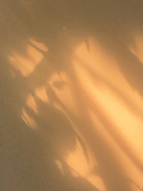 istock Leaves shadow background on concrete wall texture, leaves tree branches shade with sunlight 1481163170