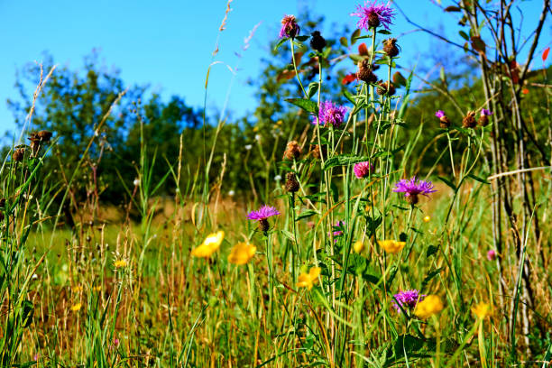 istock Simple rural meadow with vibrant multicolored wildflowers 1481163214