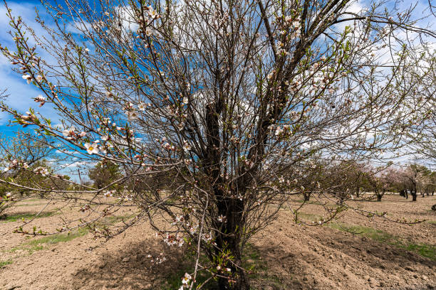 istock Pink and white flowers blooming on a tree in spring 1481163413