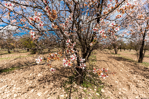 Pink and white flowers blooming on a tree in spring