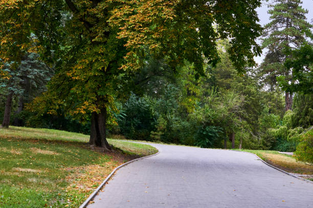 istock Wide walking path in the city autumn park 1481164436