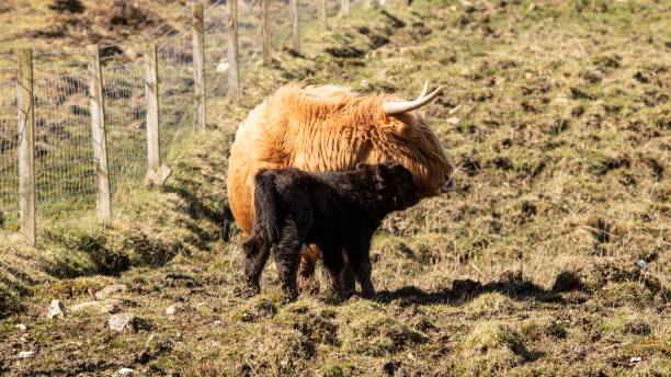 istock Ginger Highland Cow & Newborn Calf. 1481165748