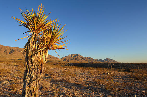 A mature desert yucca plant is seen against a desert mountain backdrop near sunset on a clear day.