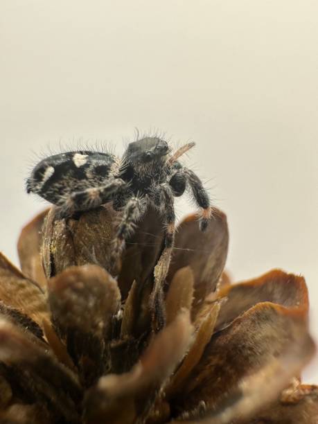 A little jumping spider stock photo