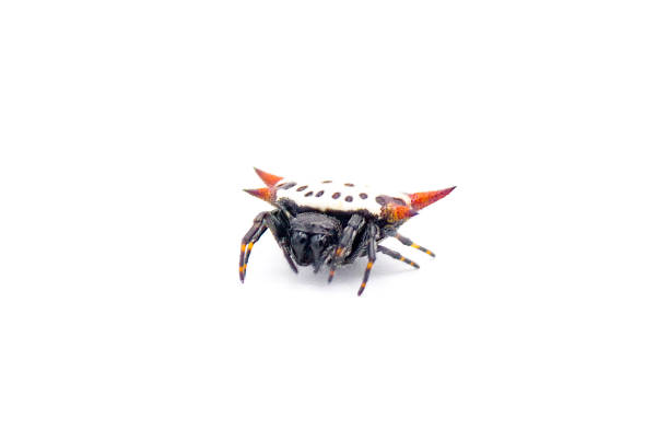 pająk tkacz kolczasty - gasteracantha cancriformis - aka pająk krab lub latawiec pełzający w kierunku widoku kamery izolowany na białym tle - spinybacked zdjęcia i obrazy z banku zdjęć