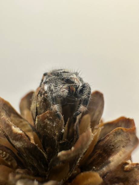 A little jumping spider stock photo