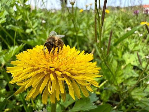 A bee in the spring of Germany on a flower meadow