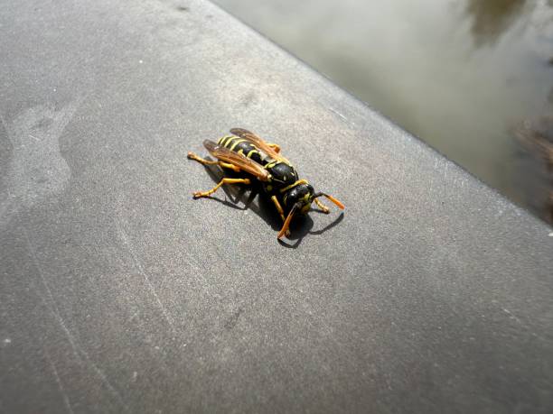 A wasp on a metal railing stock photo