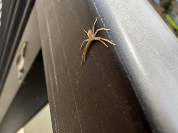 istock A small spider on a metal railing in Germany 1481169233