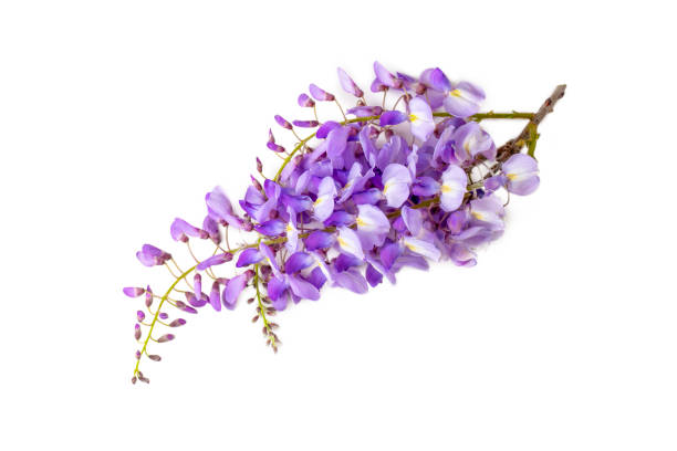 istock Wisteria sinensis flower isolated on the white background 1481169236