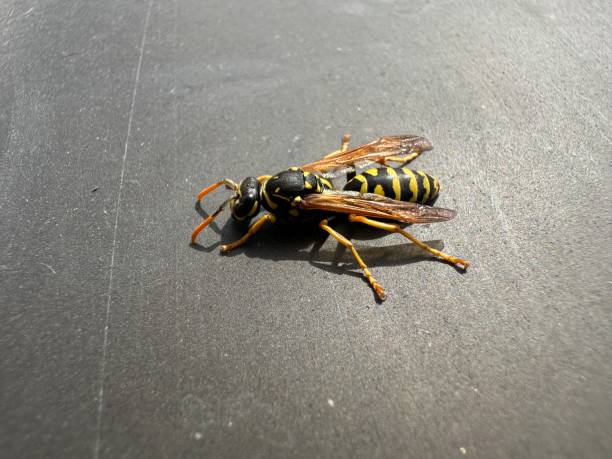 istock A wasp on a metal railing 1481169254