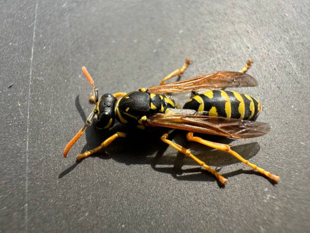 istock A wasp on a metal railing 1481169260