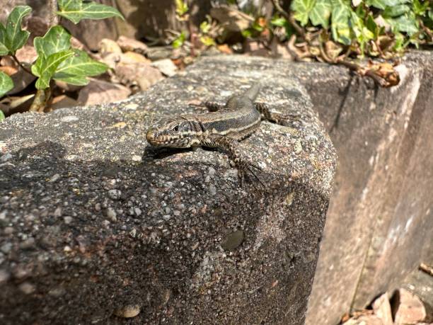 A lizard on a wall in Germany stock photo