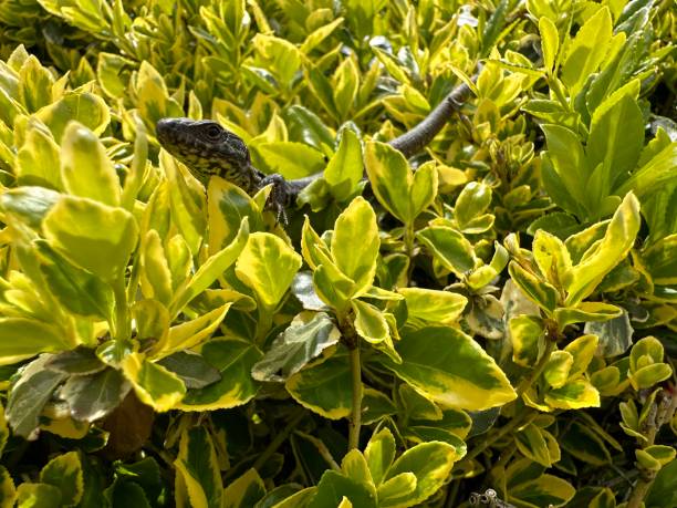 A lizard in a green bush in Germany stock photo