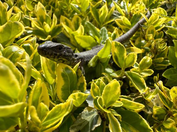 istock A lizard in a green bush in Germany 1481169292