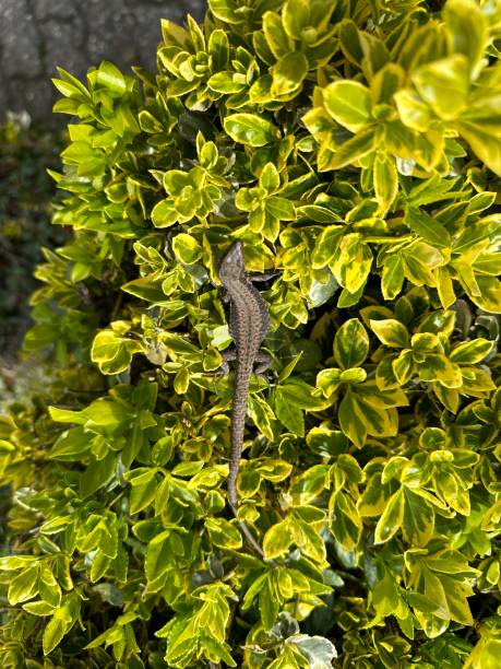 A lizard in a green bush in Germany stock photo