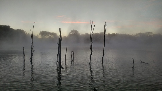 A tranquil landscape featuring fog and smoke covering a cluster of trees partially submerged in a body of water