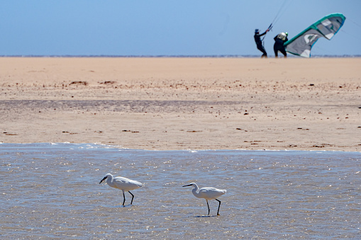 Little egrets, Egretta gazetta, hunting for fish as the lagoon filled from the incoming tide at Sotavento Beach, Costa Calma, Fuerteventura