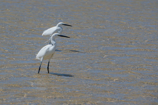 Little egrets, Egretta gazetta, hunting for fish as the lagoon filled from the incoming tide at Sotavento Beach, Fuerteventura Little egrets, Egretta gazetta, hunting for fish as the lagoon filled from the incoming tide at Sotavento Beach, Costa Calma, Fuerteventura tricolored heron stock pictures, royalty-free photos & images