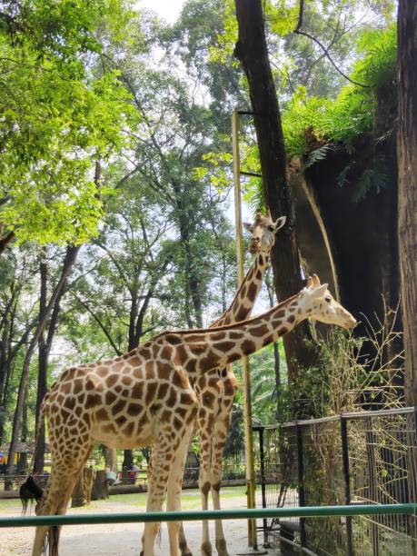 istock Two Giraffe at the Zoo 1481171903