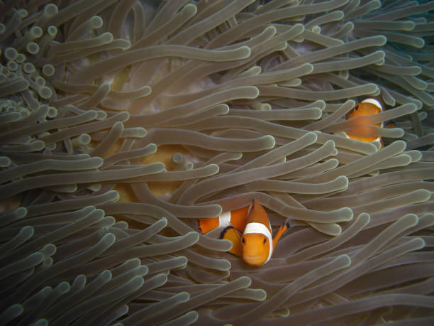 istock Clown fish in coral 1481171926