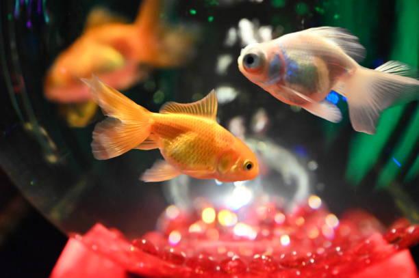 istock Goldfish swimming in a colorful illuminated 1481171940