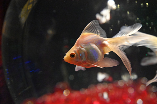 Goldfish veiltail  (Carassius auratus) close-up