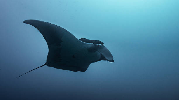 istock Giant manta ray in blue ocean 1481171949