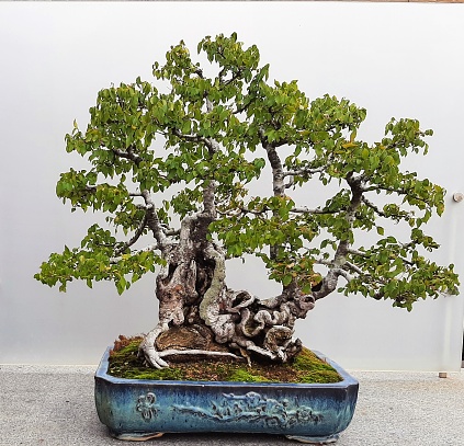Bonsai tree..an elm