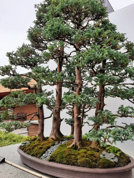 istock Giant Bonsai Tree Showing a Forest on a Flat Pot 1481174285